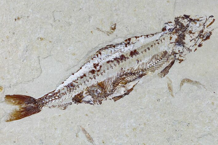 Cretaceous Viper Fish (Prionolepis) With Fish In Stomach #115743